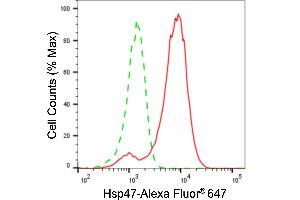 Flow cytometric analysis of Hsp47 expression in H9c2 cells using Hsp47 antibody (ABIN7800316), 1:2,000). (Recombinant SERPINH1 antibody)