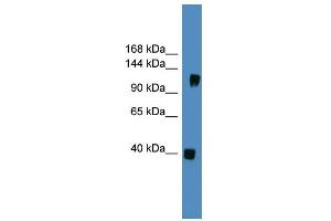 WB Suggested Anti-CNTN1 Antibody Titration: 0. (Contactin 1 antibody  (N-Term))