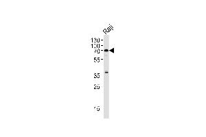 RIPK2 Antibody (N-term) (ABIN1881750 and ABIN2846672) western blot analysis in Raji cell line lysates (35 μg/lane). (RIPK2 antibody  (N-Term))