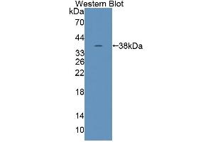 Figure. (Tensin 1 antibody  (AA 4-307))