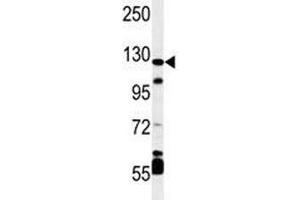 Western blot analysis of HIF-1 alpha antibody and mouse cerebellum tissue lysate (HIF1A antibody  (AA 728-757))