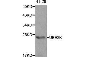 Western blot analysis of extracts of HT-29 cells, using UBE2K antibody (ABIN5970444) at 1/1000 dilution. (UBE2K antibody)