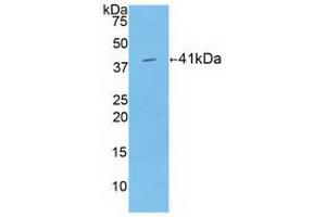 Western blot analysis of recombinant Human HIST1H2AB. (HIST1H2AB antibody  (AA 2-130))