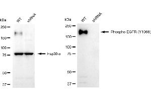 Western blotting analysis using phospho-EGFR (Y) antibody (ABIN7798468). (Recombinant EGFR antibody  (pTyr1068))