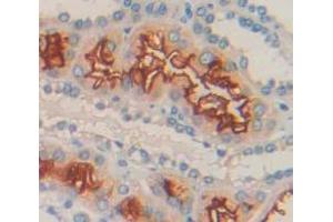 IHC-P analysis of Kidney tissue, with DAB staining. (LETMD1 antibody  (AA 162-347))