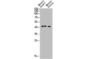 Western blot analysis of YT5408wb4147442094 lysis using INHBB Antibody antibody. (INHBB antibody  (C-Term))