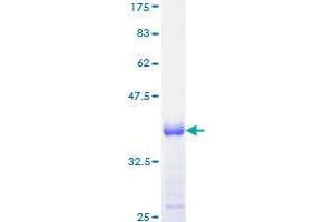 IFI16 Protein (AA 630-729) (GST tag)