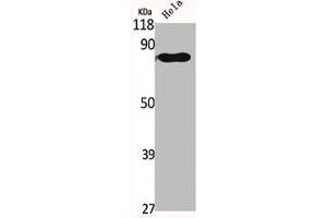 Western Blot analysis of HELA cells using GRK 2 Polyclonal Antibody (GRK2 antibody  (C-Term))