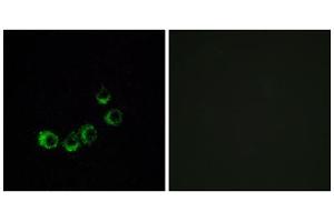 Immunofluorescence analysis of MCF-7 cells, using OR10A5 antibody. (OR10A5 antibody  (C-Term))