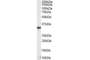ABIN185435 staining (0. (KLRK1 antibody  (Internal Region))