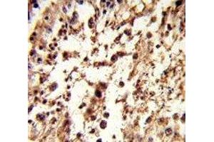 IHC analysis of FFPE human testis tissue stained with TBP antibody (TBP antibody  (AA 301-330))