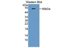 Western Blotting (WB) image for anti-Ectonucleotide Pyrophosphatase/phosphodiesterase 1 (ENPP1) (AA 568-793) antibody (ABIN1858719)