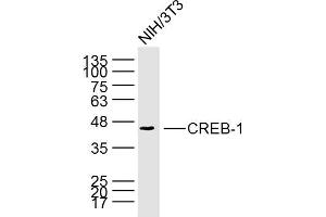 NIH/3T3 cell lysates probed with CREB1 (6B4) Monoclonal Antibody, unconjugated (bsm-33196M) at 1:300 overnight at 4°C followed by a conjugated secondary antibody for 60 minutes at 37°C. (CREB1 antibody)