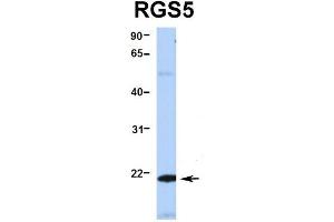Hum. (RGS5 antibody  (Middle Region))