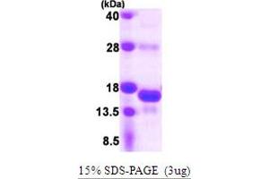 Small Nuclear Ribonucleoprotein 25kDa (U11/U12) (SNRNP25) (AA 1-132) protein (His tag)