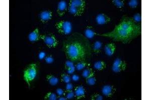 Anti-PECR mouse monoclonal antibody (ABIN2453445) immunofluorescent staining of COS7 cells transiently transfected by pCMV6-ENTRY PECR (RC200822). (PECR antibody)