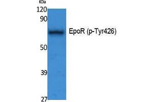 Western Blotting (WB) image for anti-Erythropoietin Receptor (EPOR) (pTyr426) antibody (ABIN3173576) (EPOR antibody  (pTyr426))