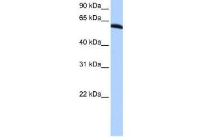 TRIP6 antibody used at 0. (TRIP6 antibody  (N-Term))