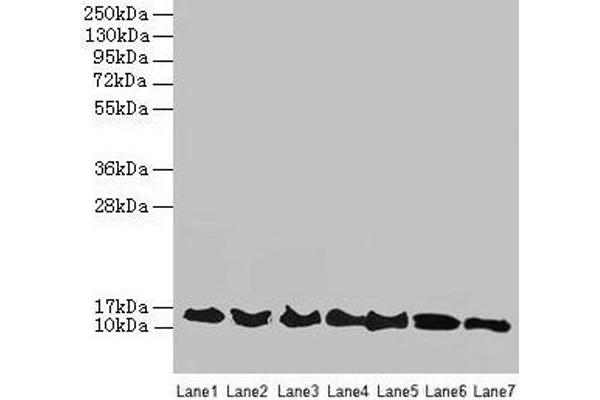 ATP6V1G2 antibody  (AA 1-118)