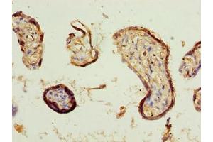 Immunohistochemistry of paraffin-embedded human placenta tissue using ABIN7148556 at dilution of 1:100 (COBLL1 antibody  (AA 1-106))