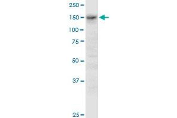 ADAMTS3 antibody  (AA 1048-1128)