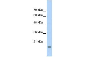 AMFR antibody used at 2. (AMFR antibody  (C-Term))