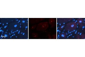 Rabbit Anti-DPF3 Antibody    Formalin Fixed Paraffin Embedded Tissue: Human Adult heart  Observed Staining: Nuclear Primary Antibody Concentration: 1:600 Secondary Antibody: Donkey anti-Rabbit-Cy2/3 Secondary Antibody Concentration: 1:200 Magnification: 20X Exposure Time: 0. (DPF3 antibody  (N-Term))