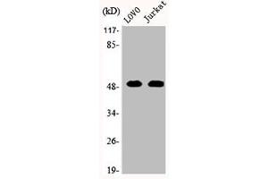 Western Blot analysis of LOVO Jurkat cells using JNK3 Polyclonal Antibody (ERK2 antibody  (C-Term))