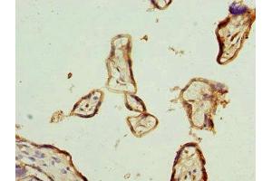 Immunohistochemistry of paraffin-embedded human placenta tissue using ABIN7156859 at dilution of 1:100 (IL22RA2 antibody  (AA 22-231))