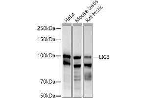 Western blot analysis of extracts of various cell lines, using (ABIN6130288, ABIN6143207, ABIN6143208 and ABIN6217532) at 1:1000 dilution. (LIG3 antibody  (AA 730-1009))