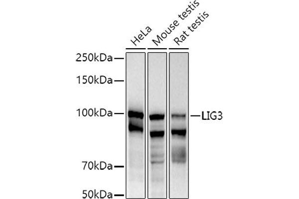 LIG3 anticorps  (AA 730-1009)