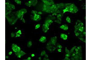 Immunofluorescent staining of HepG2 cells using anti-RNF144B mouse monoclonal antibody (ABIN2453604). (RNF144B antibody  (AA 1-256))