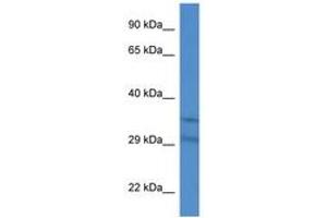 Image no. 1 for anti-Solute Carrier Family 25 (Mitochondrial Carrier, Adenine Nucleotide Translocator), Member 31 (SLC25A31) (AA 150-199) antibody (ABIN6746376) (SLC25A31 antibody  (AA 150-199))