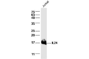 Jurkat lysates probed with IL24 Polyclonal Antibody, Unconjugated  at 1:300 dilution and 4˚C overnight incubation. (IL-24 antibody  (AA 121-206))