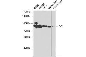 Western blot analysis of extracts of various cell lines using EXT1 Polyclonal Antibody at dilution of 1:1000. (EXT1 antibody)