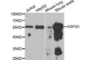Western Blotting (WB) image for anti-HIV-1 Rev Binding Protein (HRB) antibody (ABIN1980310) (AGFG1 antibody)