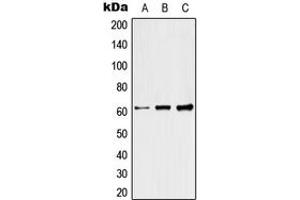 Western blot analysis of Raftlin expression in HeLa (A), SP2/0 (B), H9C2 (C) whole cell lysates. (RFTN1 antibody  (C-Term))