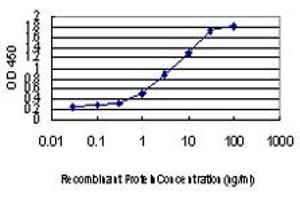 Detection limit for recombinant GST tagged FOXA2 is approximately 0. (FOXA2 antibody  (AA 363-457))