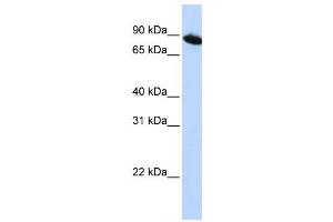 Western Blotting (WB) image for anti-Zinc Finger Protein 780A (ZNF780A) antibody (ABIN2459403) (ZNF780A antibody)