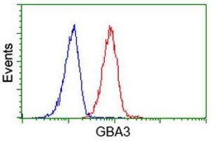 Image no. 1 for anti-Glucosidase, Beta, Acid 3 (Cytosolic) (GBA3) (AA 1-150), (AA 370-469) antibody (ABIN1490584) (GBA3 antibody  (AA 1-150, AA 370-469))