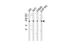 Western blot analysis of lysates from 293, 293T, SW620, U-87 MG cell line (from left to right), using UCHL3 Antibody (C209) at 1:1000 at each lane. (UCHL3 antibody  (C-Term))