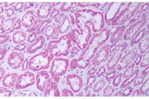 Anti-TNFR2 antibody IHC staining of human kidney, tubules. (TNFRSF1B antibody)