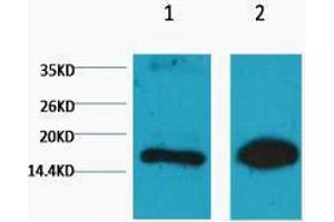 Western Blotting (WB) image for anti-Histone 3 (H3) (H3K9me) antibody (ABIN3178663) (Histone 3 antibody  (H3K9me))