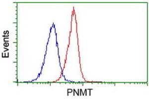 Image no. 2 for anti-Phenylethanolamine N-Methyltransferase (PNMT) antibody (ABIN1500310)