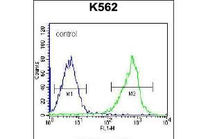 Flow cytometric analysis of K562 cells (right histogram) compared to a negative control cell (left histogram). (GSTM5 antibody  (N-Term))
