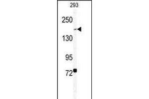 Western blot analysis of BCOR Antibody (Center ) (ABIN391538 and ABIN2841489) in 293 cell line lysates (35 μg/lane).