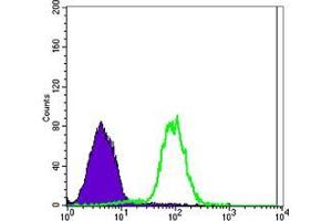 Flow cytometric analysis of NTERA-2 cells using CA9 mouse mAb (green) and negative control (purple). (CA9 antibody)