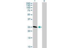 Western Blot analysis of TNFRSF18 expression in transfected 293T cell line by TNFRSF18 MaxPab polyclonal antibody.