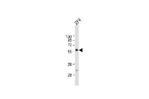 RIC8B antibody  (C-Term)