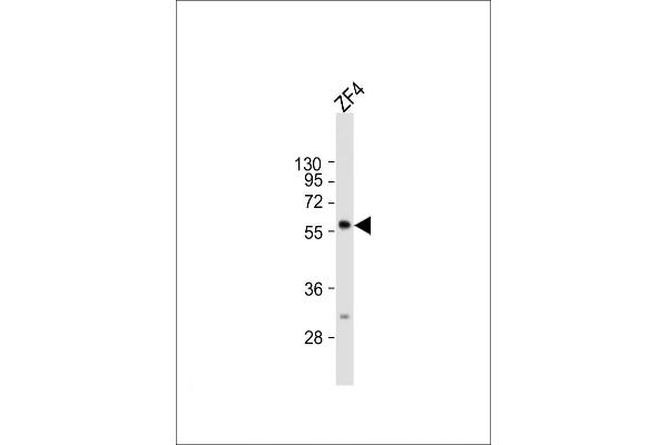 RIC8B antibody  (C-Term)
